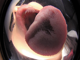 【完全主観】吸引密着キス　サンプル画像07